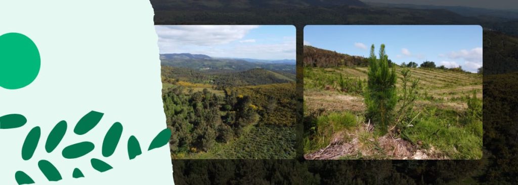 Blog-bosques-de-Borela-y-Carballedo