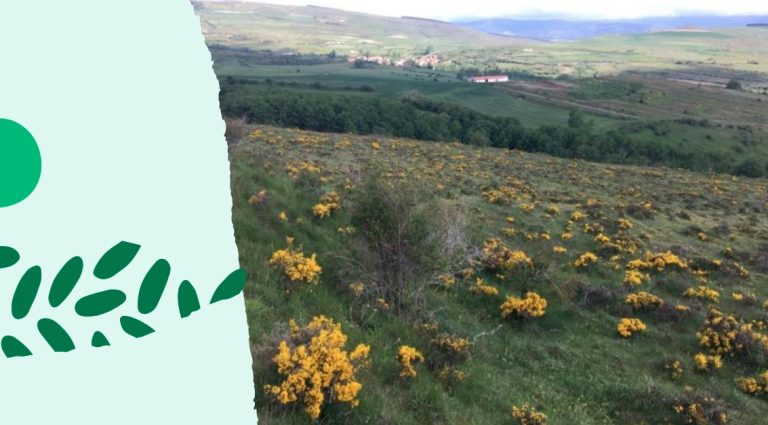 Reforestacio¦un-soria-blog-OCo-2