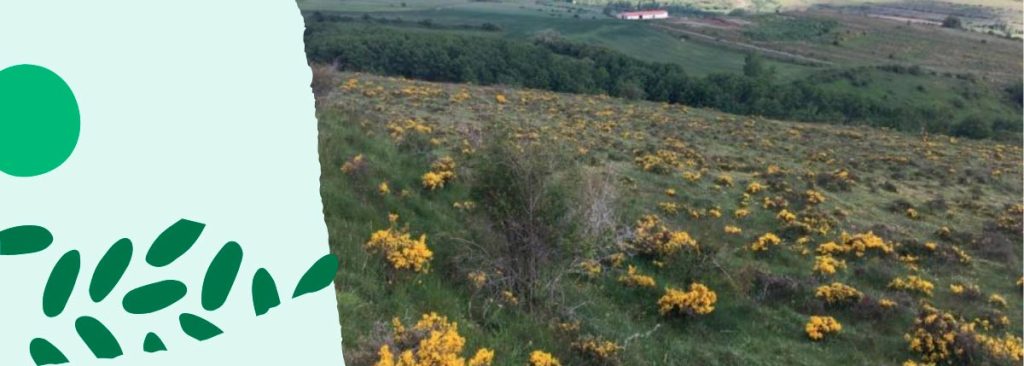 Reforestacio¦un-soria-blog-OCo-2